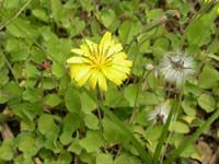 ジシバリの花