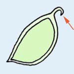 キツネノボタンの実