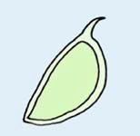 ケキツネノボタンの実