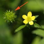 キツネノボタン類の花