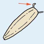 コオニタビラコの実