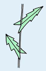 茎から生える葉