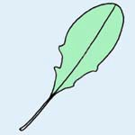 オオジシバリの葉