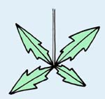根元に生える葉