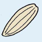 ヤブタビラコの実