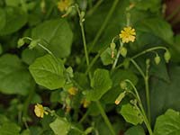 ヤブタビラコの花