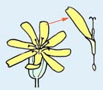 舌状花の構造