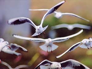 飛ぶユリカモメ