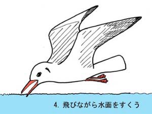 飛びながら魚をすくいとる