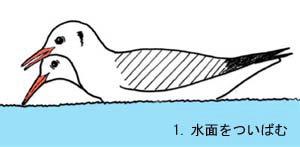 水面をついばむユリカモメ