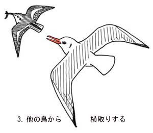 他の鳥から餌を横取り