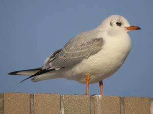 ユリカモメの若鳥