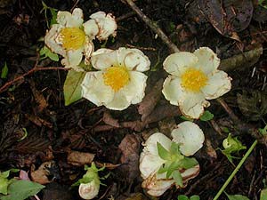 地上に落ちたヒコサンヒメシャラの花