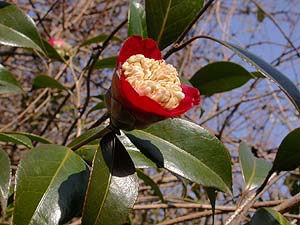 ツバキの園芸品種