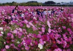 コスモスかほる河川敷