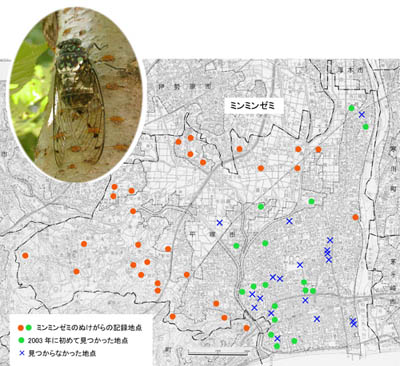 ミンミンゼミの分布