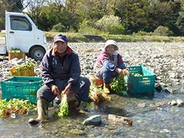 金目川で根三つ葉を洗う