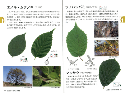 湘南の樹木中ページ