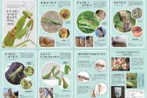 ひらつかのカマキリ見分け方図鑑 Web版（1.22MB）外部リンク：平岡幼稚園のHPに移動します