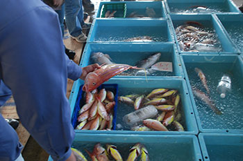 競りに準備されている魚