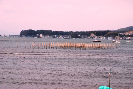 富浦公園から海苔の養殖いかだ