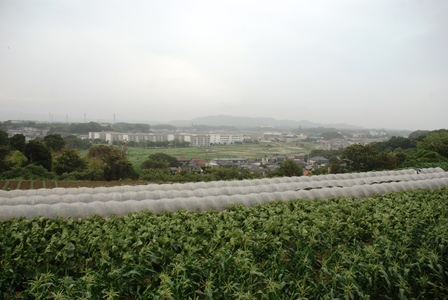 入江の埋め立て地を望む