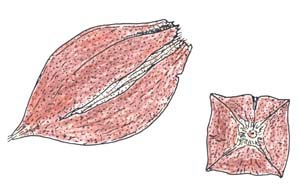 サガリバナの漂着果実