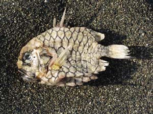 マツカサウオ