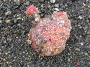 ホヤの１種