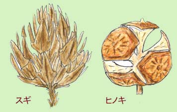 スギとヒノキの実