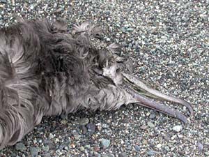ハシボソミズナギドリの死体