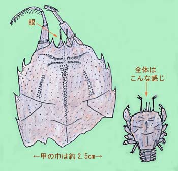フシメクダヒゲガニ