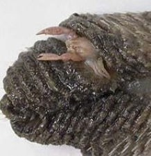 ウミエラカニダマシ