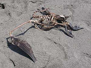 カワウの死体
