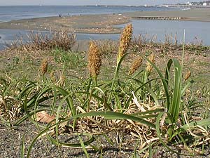 コウボウムギの雄株