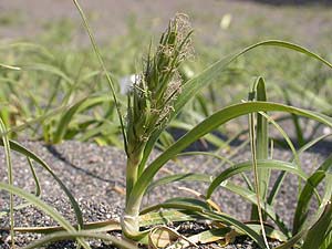 コウボウムギの雌株