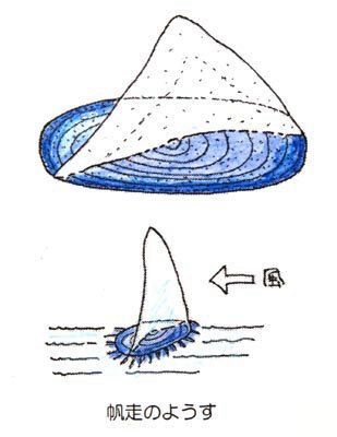 カツオノカンムリ