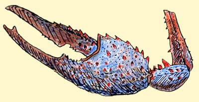 アメリカザリガニのはさみ