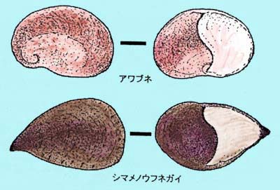 アワブネとシマメノウフネガイ