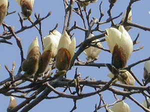 ハクモクレンの花
