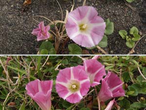 ハマヒルガオの薄い色の花と濃い色の花
