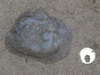 ビゼンクラゲ