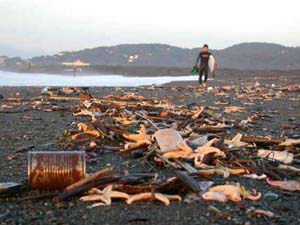 大量に打ち上げられたキヒトデ