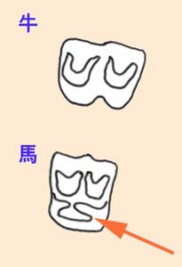 牛の歯と馬の歯の違い