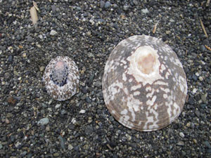 ベッコウガサとオオベッコウガサ