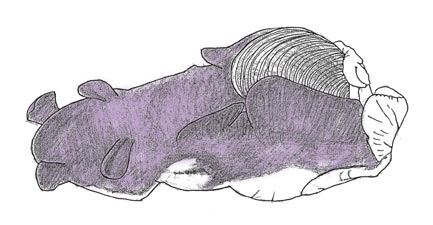 アメフラシイラスト