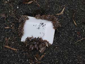 エボシガイプラスチック
