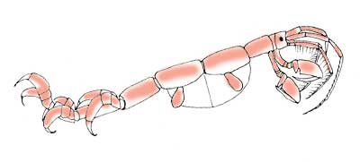 ワレカライラスト