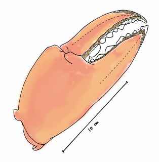ロブスターのはさみ