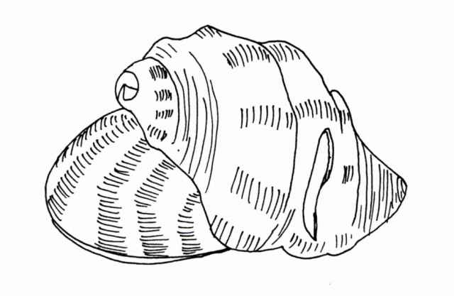 クロヒメガキ